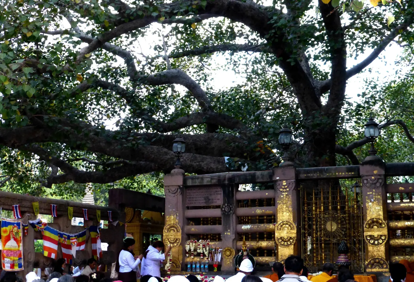 The spreading Bodhi tree at Bodh Gaya above the gilded railing that encloses the Vajrasana seat beside the Mahabodhi Temple