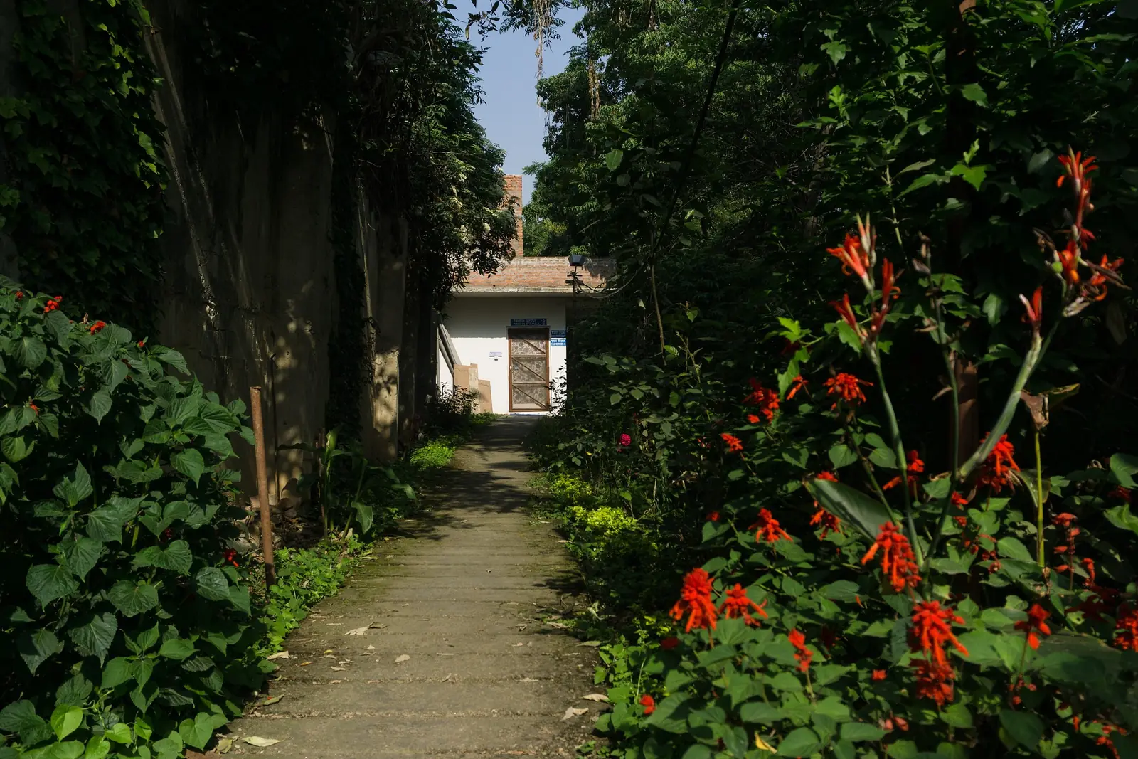 A narrow path between red-flowering shrubs and trees leading to a small building at Dhamma Kitti Vipassana centre