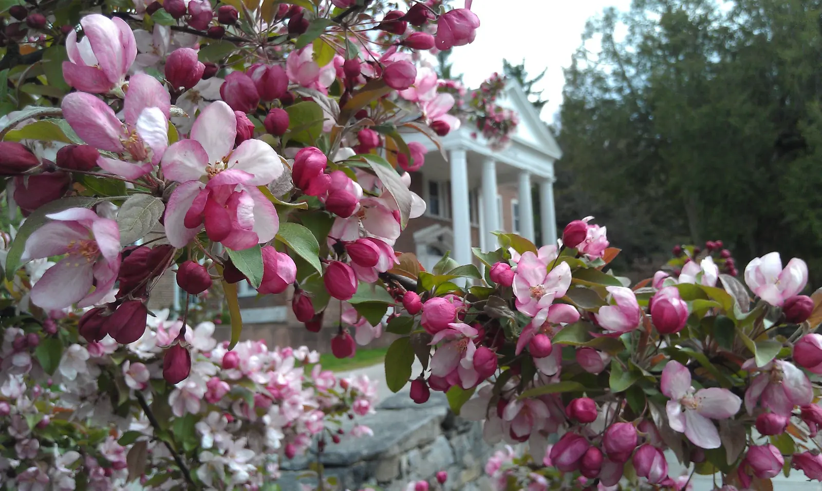 Pink crabapple blossoms in the foreground with the white-columned Insight Meditation Society retreat building behind