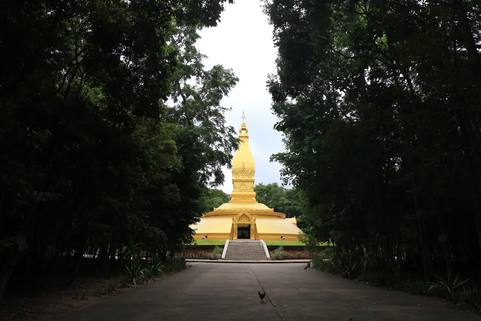A paved avenue through dense forest leading to the golden chedi of Ajahn Chah at Wat Nong Pah Pong