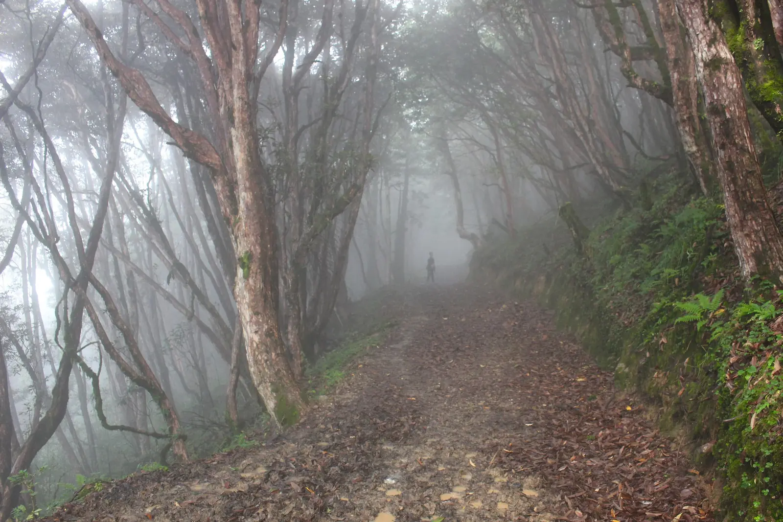 A leaf-covered path disappearing into mist between twisted rhododendron trees