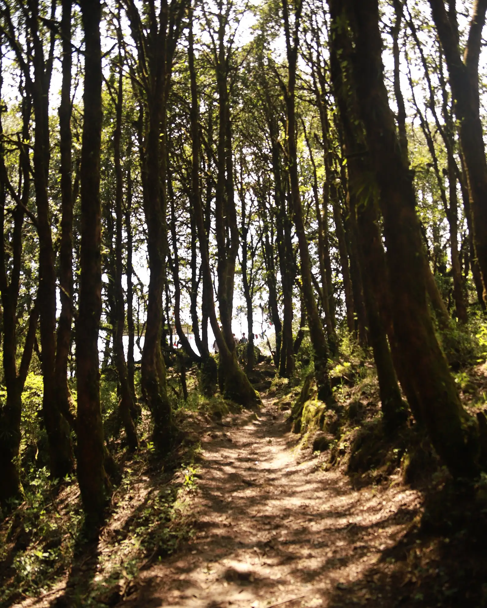 A sun-dappled earthen trail winding between tall slender trees in the Shivapuri forest above Kathmandu